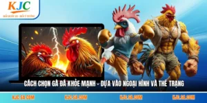 Cách Chọn Gà Đá Khỏe Mạnh - Dựa Vào Ngoại Hình Và Thể Trạng