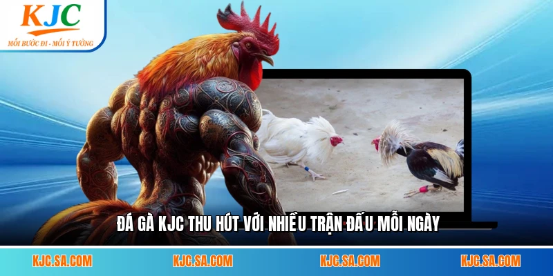 Đá gà KJC thu hút với nhiều trận đấu mỗi ngày